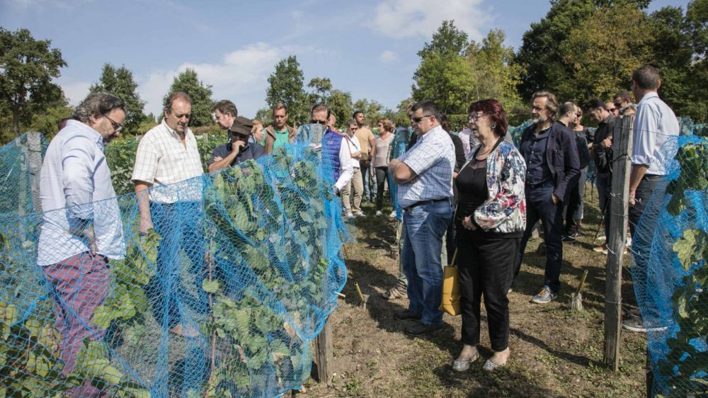 Vigne-enVie-Visite-Groupe-Guerard-2018