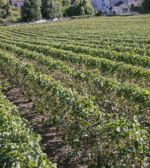 Vignes-Champagne-Bombart-Saacy-sur-Marne-01-07-18