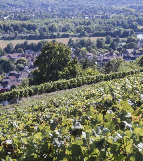 Vignes-Champagne-Bombart-Saacy-sur-Marne-01-07-18