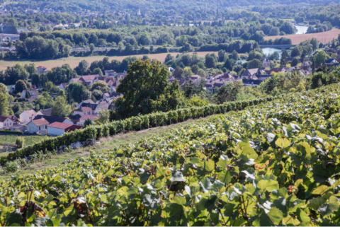 Les-Coteaux-de-la-Marne-Champagne-Bombart-Saacy-sur-Marne-01-07-18