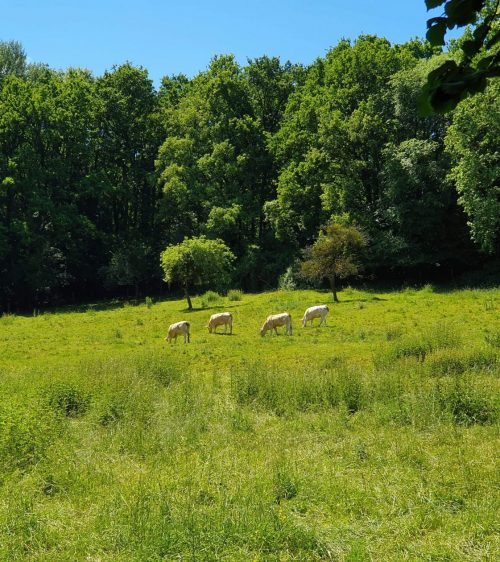 Champs-de-vaches (1)