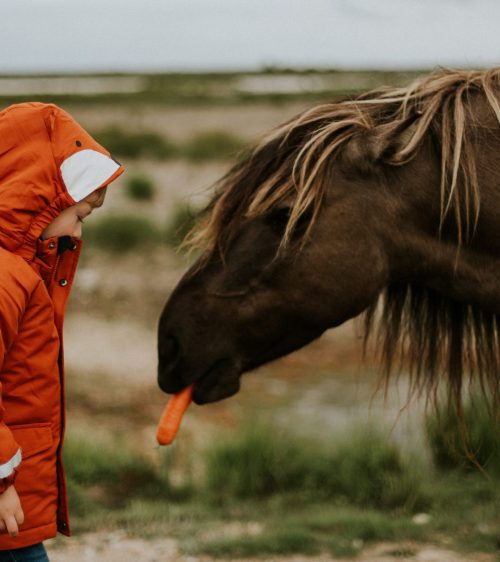 daiga-ellaby-tIpx6MN2Tn0-unsplash