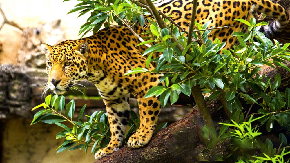 jaguar V3