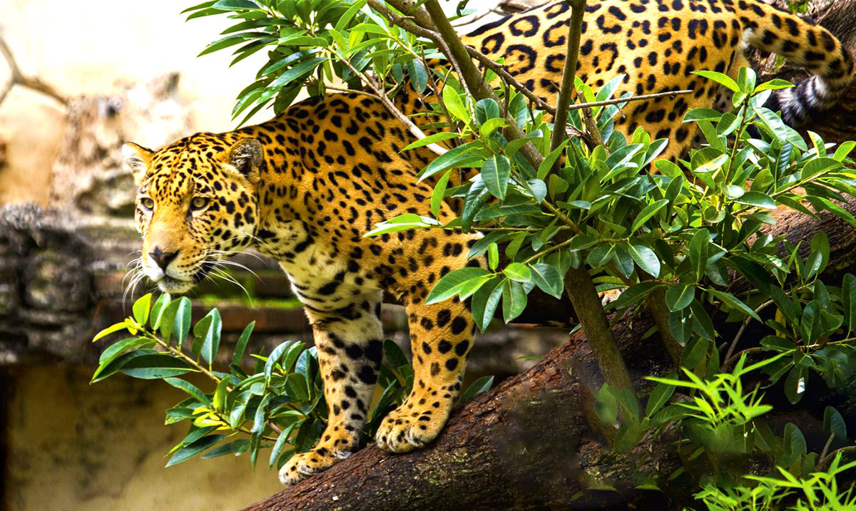 jaguar V3
