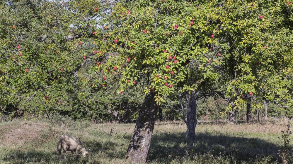 Pommier - Pommier -