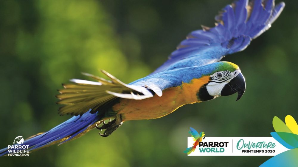 PARROT-WOLRD_Flying_Parrot