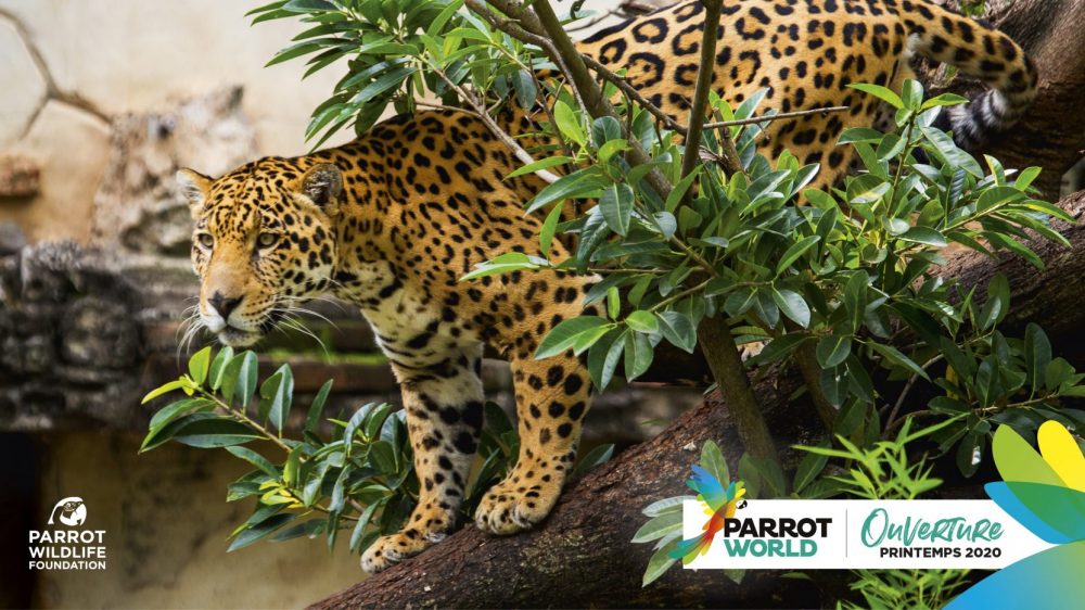 PARROT-WOLRD_Jaguar