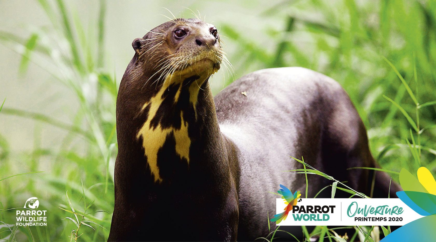 PARROT-WOLRD_Loutre