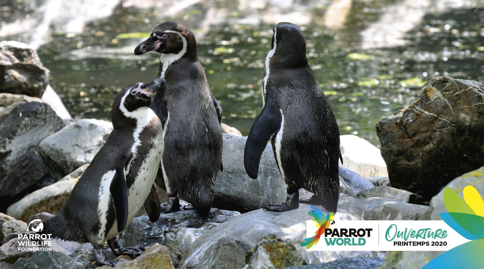 PARROT-WOLRD_Manchots