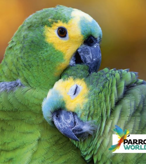 PARROT-WOLRD_Parrots