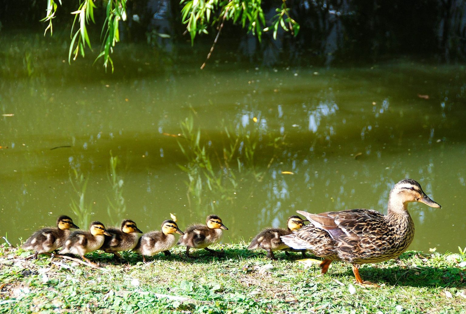 petite famille à la queue leu leu
