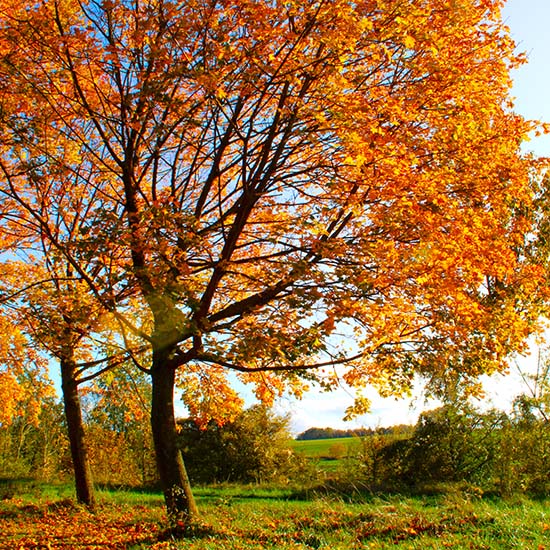 Crédits Photo : Coulommiers Pays de Brie Tourisme Crédits Photo : Coulommiers Pays de Brie Tourisme