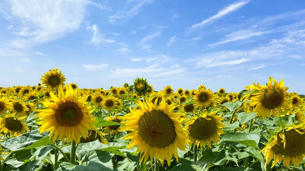 Champs Tournesols Campagne en Pays de Brie