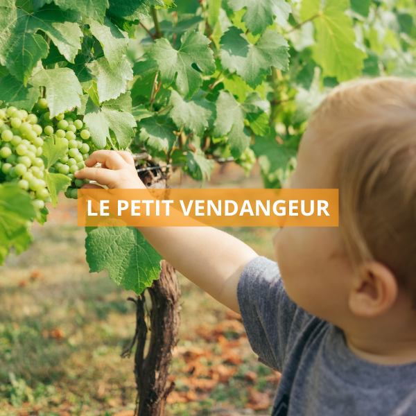 Le Petit Vendangeur – Coulommiers aime son Brie